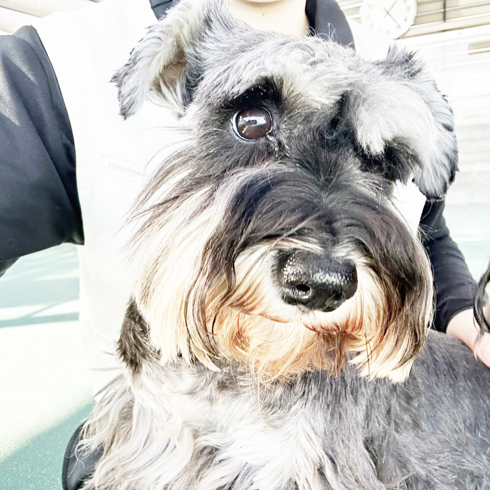 生徒が撮影したモデル犬写真②